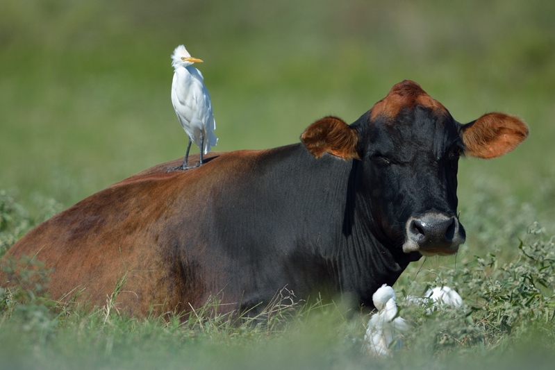 Koereiger